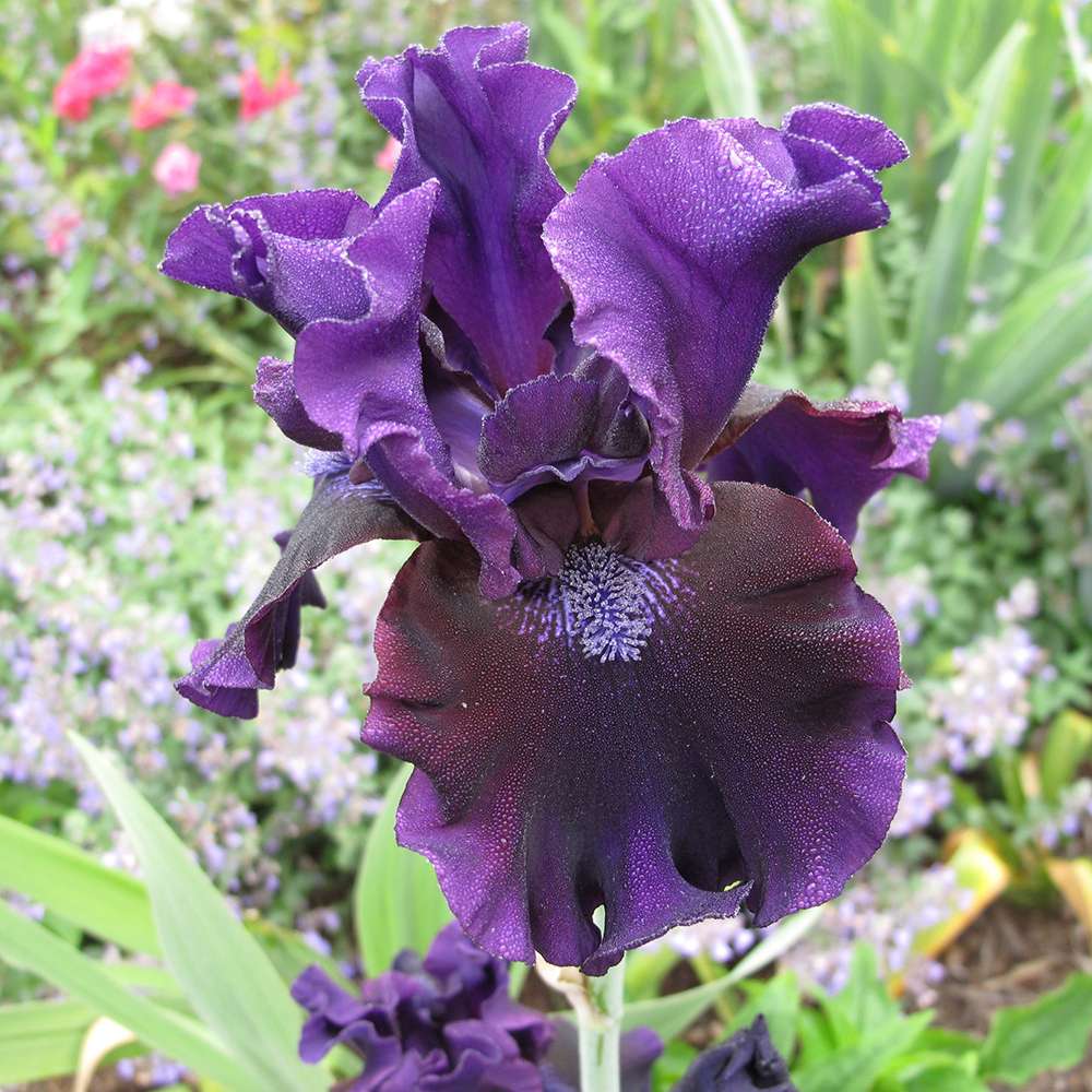 Iris Germanica (Stanjenel) Black Knight, cu flori violet inchis-negre