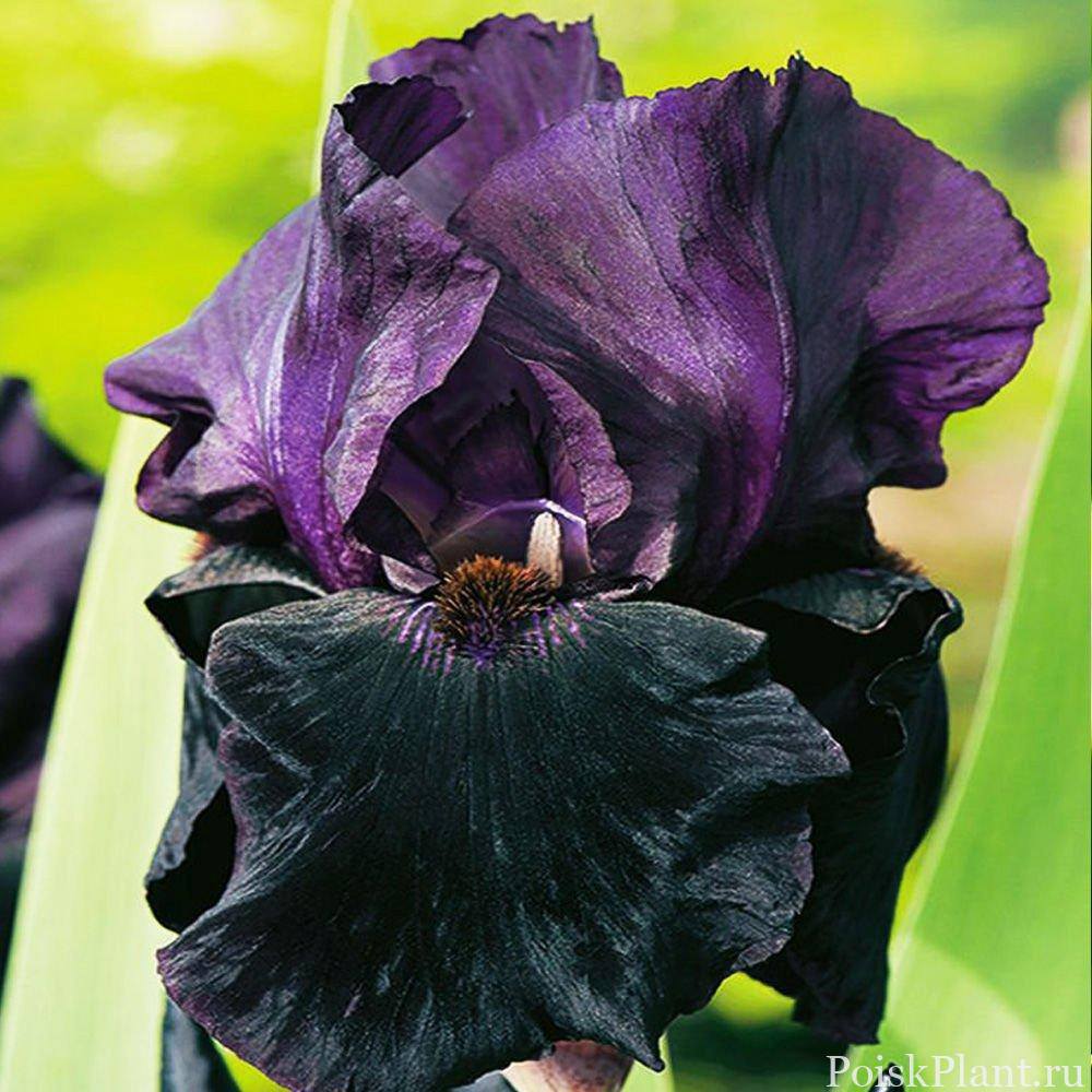 Iris Germanica (Stanjenel) Black Knight, cu flori violet inchis-negre