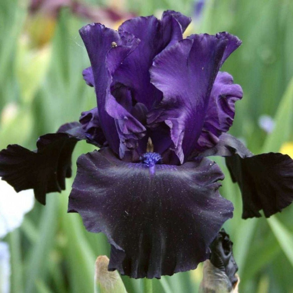 Iris Germanica (Stanjenel) Black Knight, cu flori violet inchis-negre