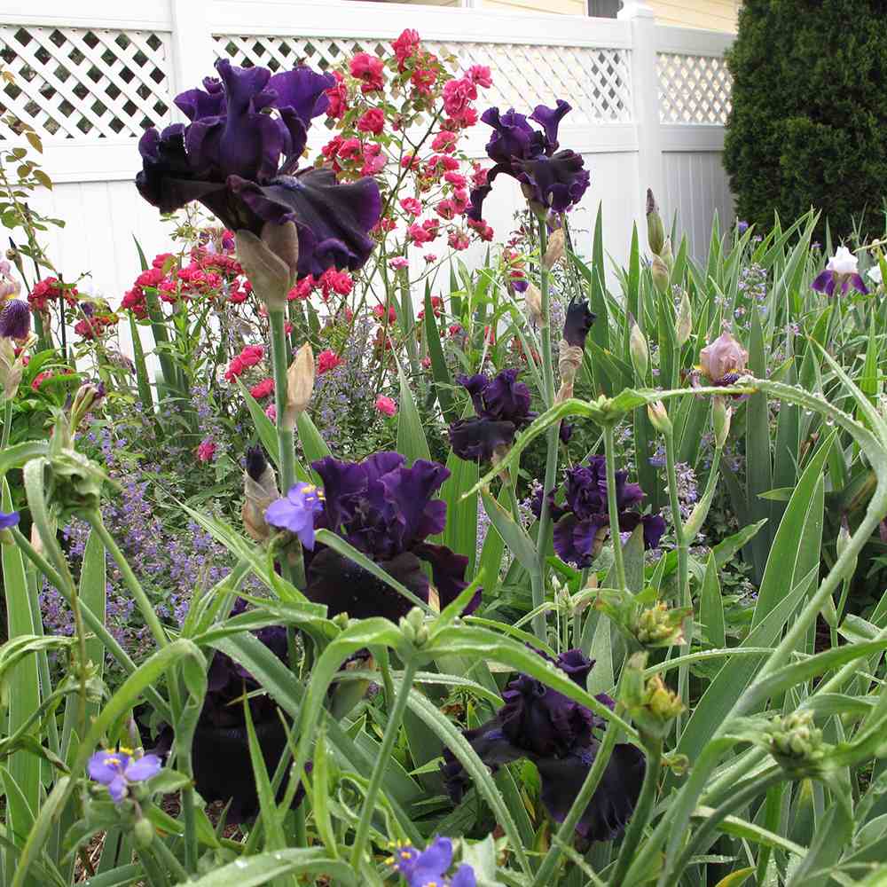 Iris Germanica (Stanjenel) Black Knight, cu flori violet inchis-negre