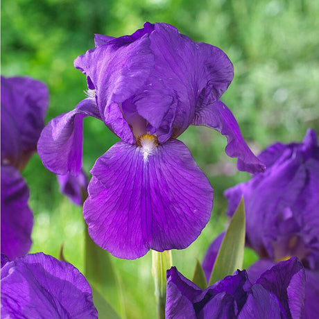 Iris Germanica (Stanjenel) Perfume Counter - Bulb Plantat In Ghiveci - VERDENA-9-11 cm inaltime, livrat in ghiveci de 1.1 l