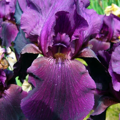 Iris Germanica violet (Stanjenel) Swahili - Bulb Plantat In Ghiveci - VERDENA-25 cm inaltime, livrat in ghiveci de 1.1 l