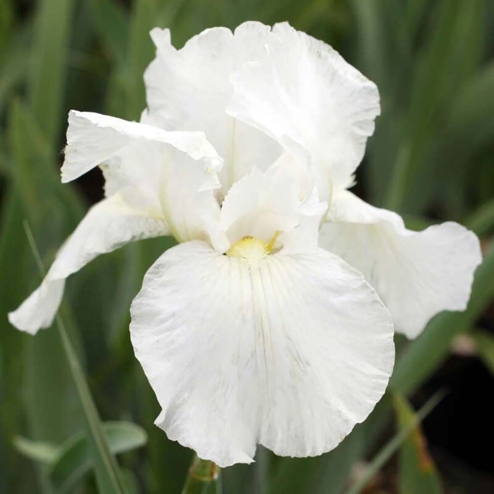 Iris Germanica (Stanjenel) White Knight, cu flori albe parfumate, crestere rapida, bulb plantat In ghiveci
