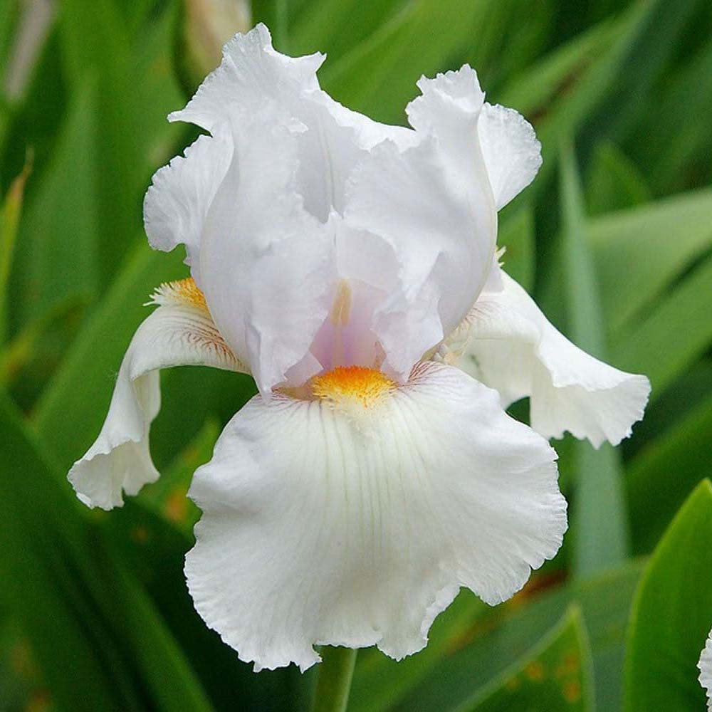 Iris Germanica (Stanjenel) White Knight, cu flori albe parfumate, crestere rapida, bulb plantat In ghiveci