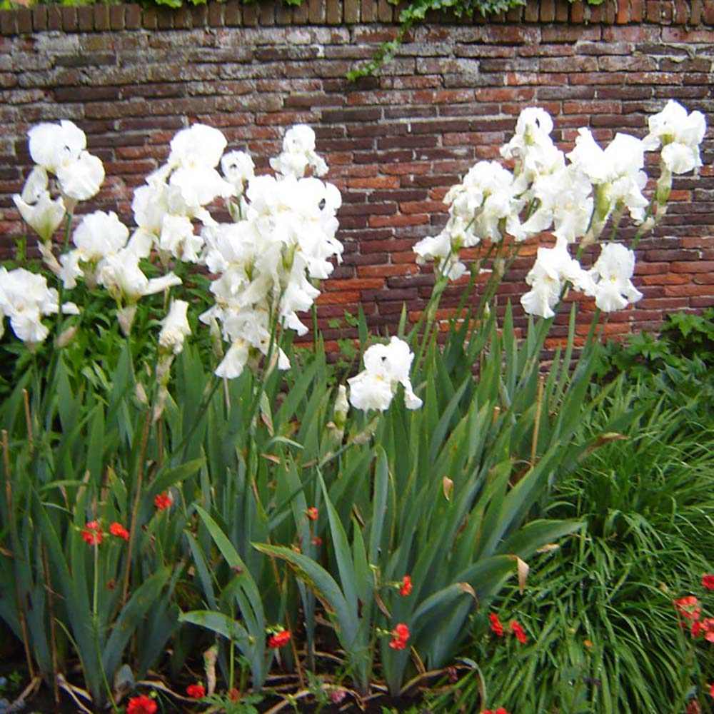 Iris Germanica (Stanjenel) White Knight, cu flori albe parfumate, crestere rapida, bulb plantat In ghiveci