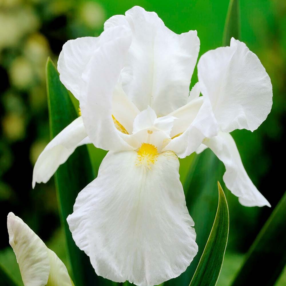 Iris Germanica (Stanjenel) White Knight, cu flori albe parfumate, crestere rapida, bulb plantat In ghiveci