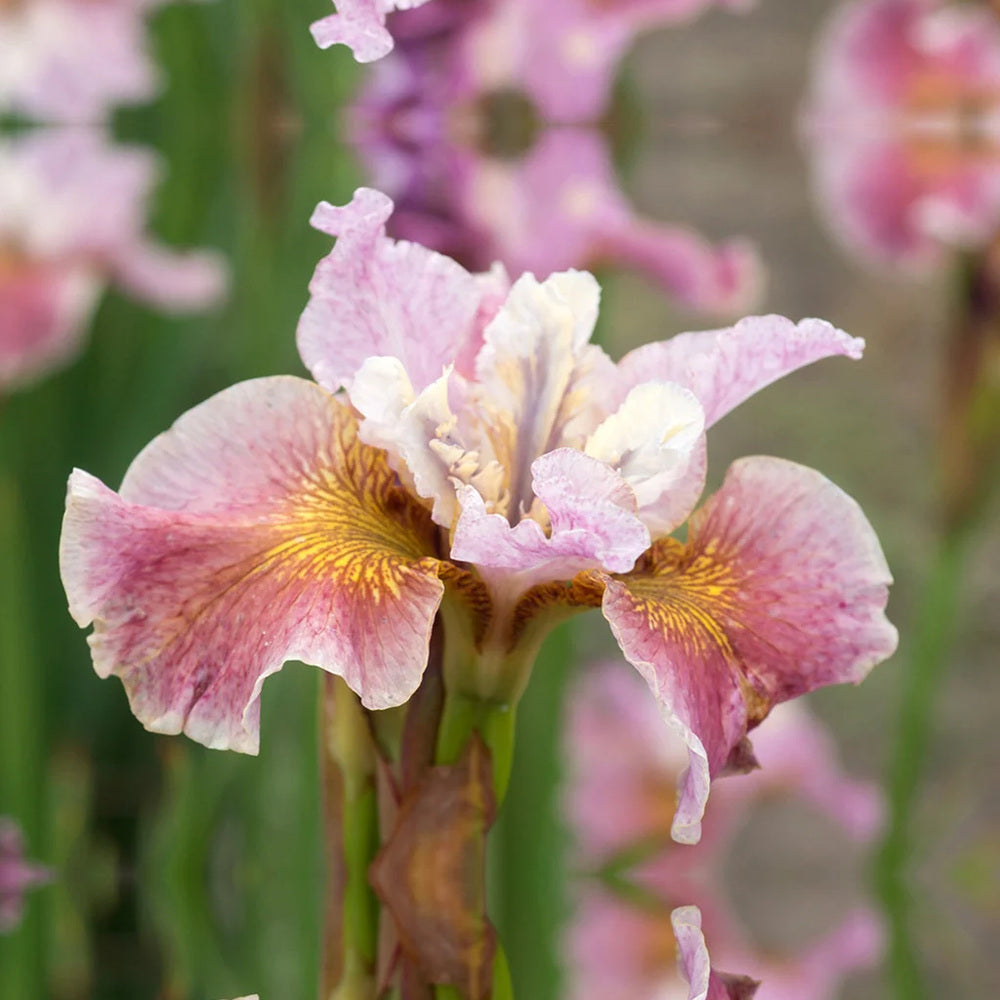 Iris Sibirica (Stanjenel) Fancy me this, flori roz-violet, crestere rapida, bulb plantat In ghiveci