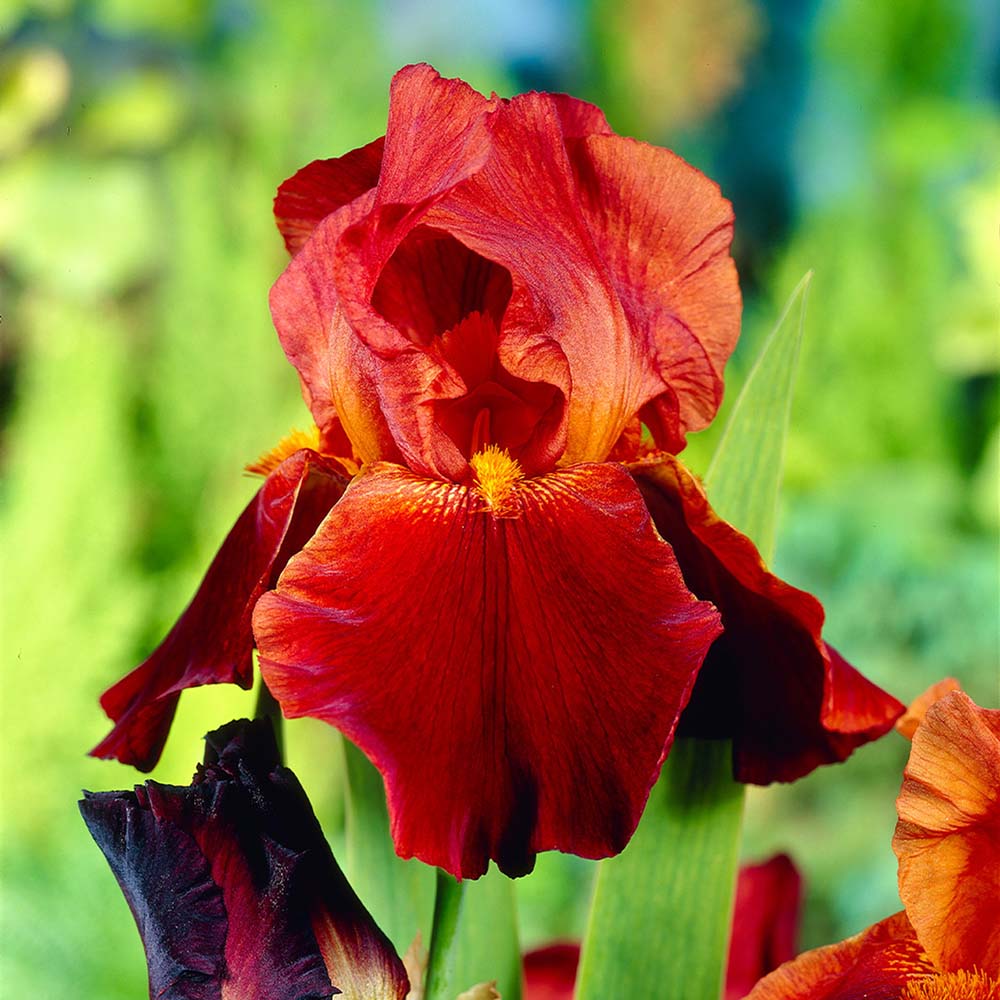 Iris Germanica (Stanjenel) Sultan'S Palace, cu flori parfumate rosu intens catifelat, crestere rapida, bulb plantat In ghiveci