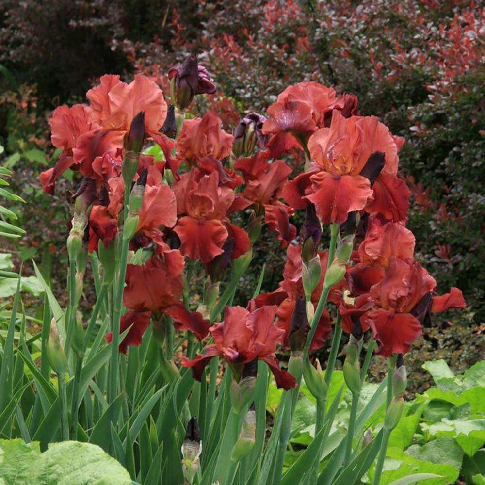 Iris Germanica (Stanjenel) Sultan'S Palace, cu flori parfumate rosu intens catifelat, crestere rapida, bulb plantat In ghiveci