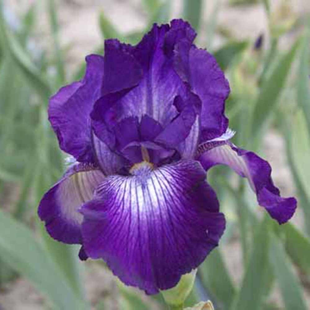 Iris Germanica (Stanjenel) Exotic Star, flori mov-alb spectaculoase si parfumate, crestere rapida, bulb plantat In ghiveci