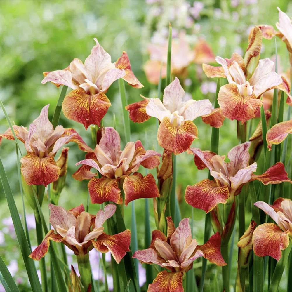 Iris Germanica (Stanjenel) Paprikash, cu flori portocaliu aramiu intens parfumate, crestere rapida, bulb plantat In ghiveci