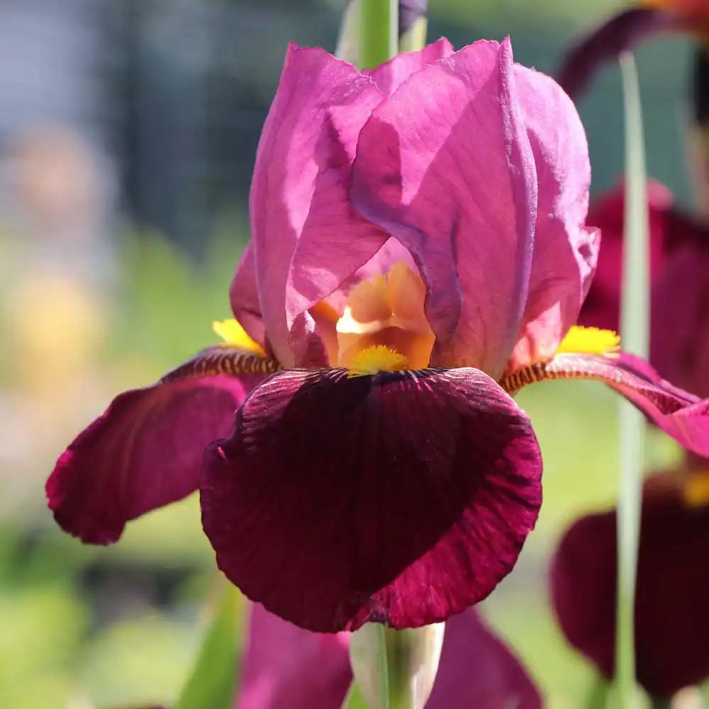 Iris Germanica (Stanjenel) Ambassadeur, cu flori mov-purpuriu catifelate si parfumate, crestere rapida, bulb plantat in ghiveci