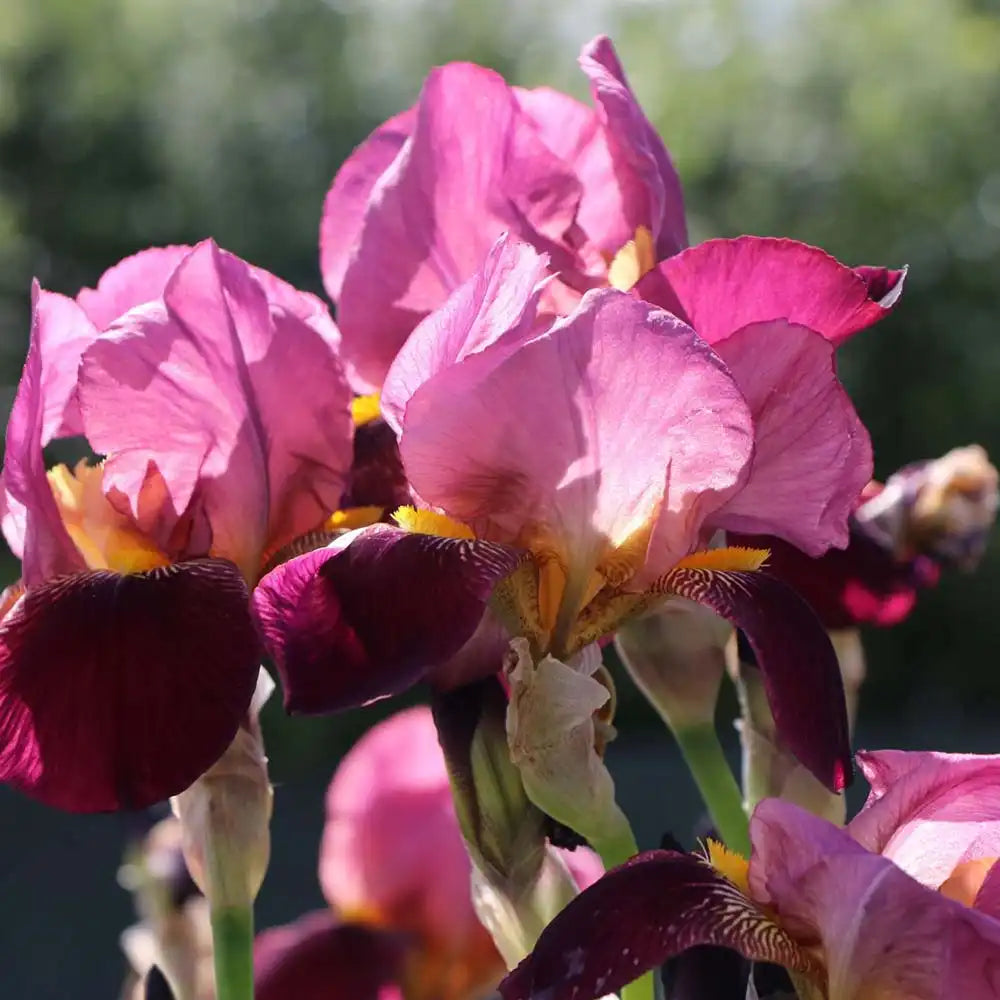 Iris Germanica (Stanjenel) Ambassadeur, cu flori mov-purpuriu catifelate si parfumate, crestere rapida, bulb plantat in ghiveci