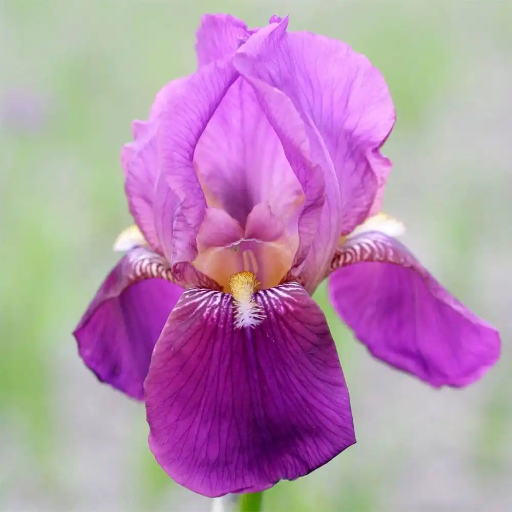 Iris Germanica (Stanjenel) Imperator, flori mov-violet parfumate, crestere rapida, bulb plantat in ghiveci