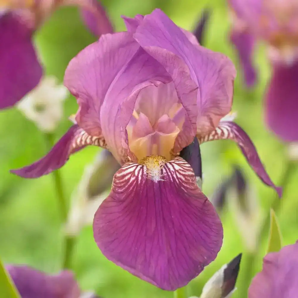 Iris Germanica (Stanjenel) Imperator, flori mov-violet parfumate, crestere rapida, bulb plantat in ghiveci