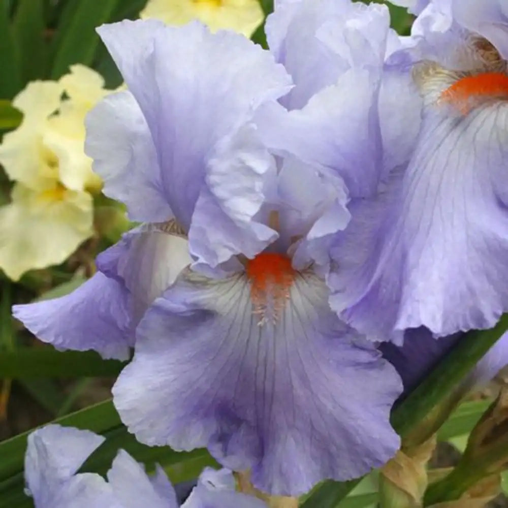 Iris Germanica (Stanjenel) Rippling Clouds, flori alb-albastre parfumate, bulb plantat in ghiveci