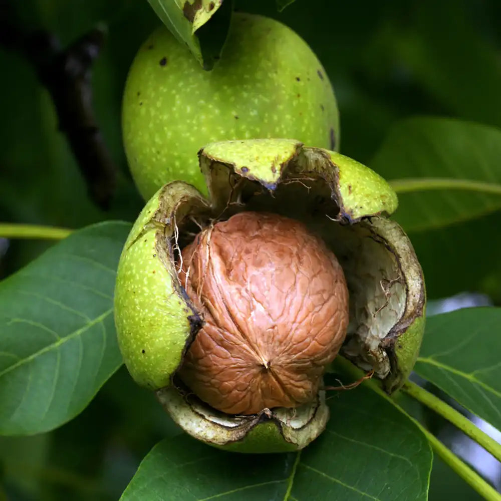Nuc Regia Hartley (Juglans Regia), cu gust dulce-untos, an 2 pe rod