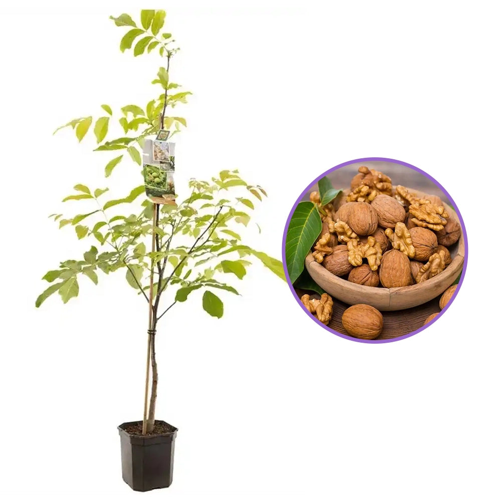 Nuc Regia Hartley (Juglans Regia), cu gust dulce-untos, an 2 pe rod