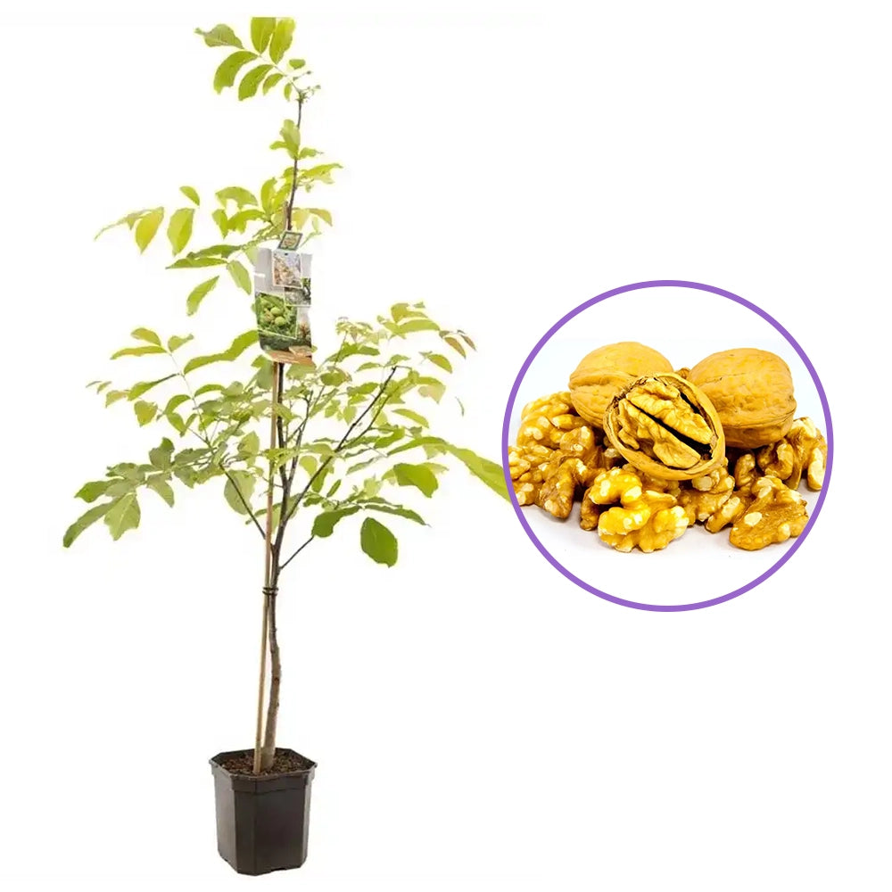 Nuc Regia Chandler (Juglans Regia), cu gust dulce-untos, an 2 pe rod