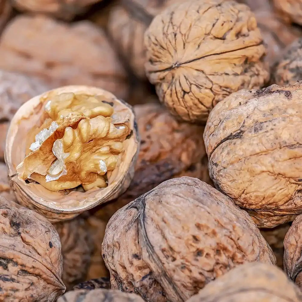 Nuc Regia Fernette (Juglans Regia), cu gust dulce-untos, an 2 pe rod