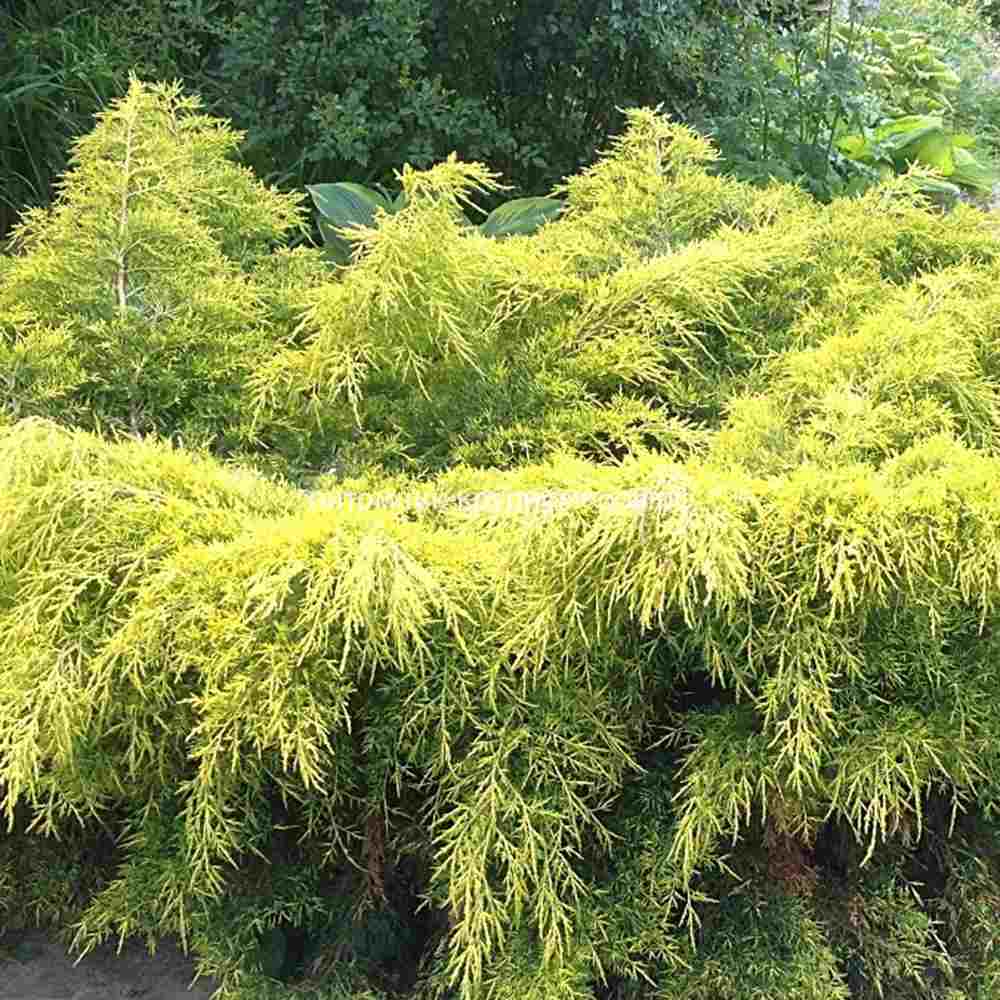 Ienupar (Juniperus pfitzeriana) Starlight, 40-50 cm, conifer tarator vesnic verde, frunzis galben-crem, ideal pentru taluzuri si stancarii