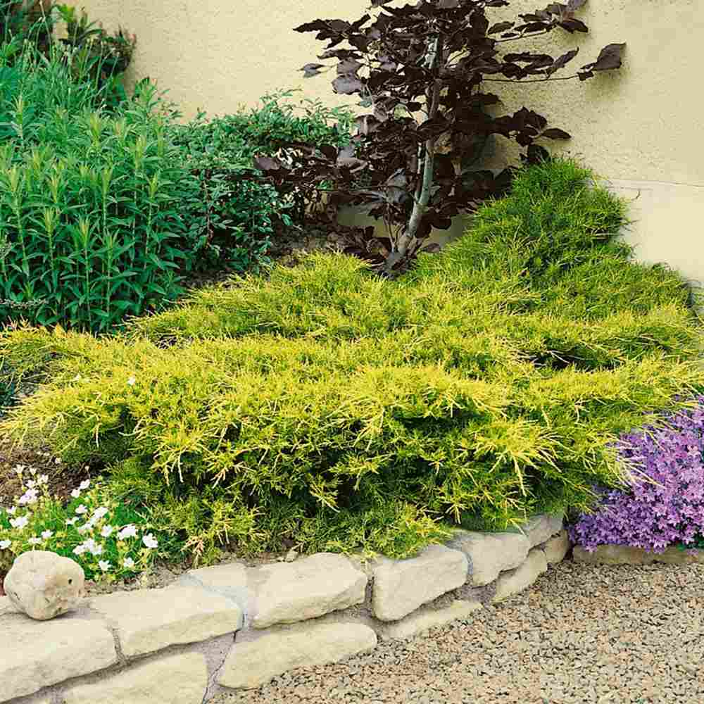 Ienupar (Juniperus pfitzeriana) Starlight, 40-50 cm, conifer tarator vesnic verde, frunzis galben-crem, ideal pentru taluzuri si stancarii