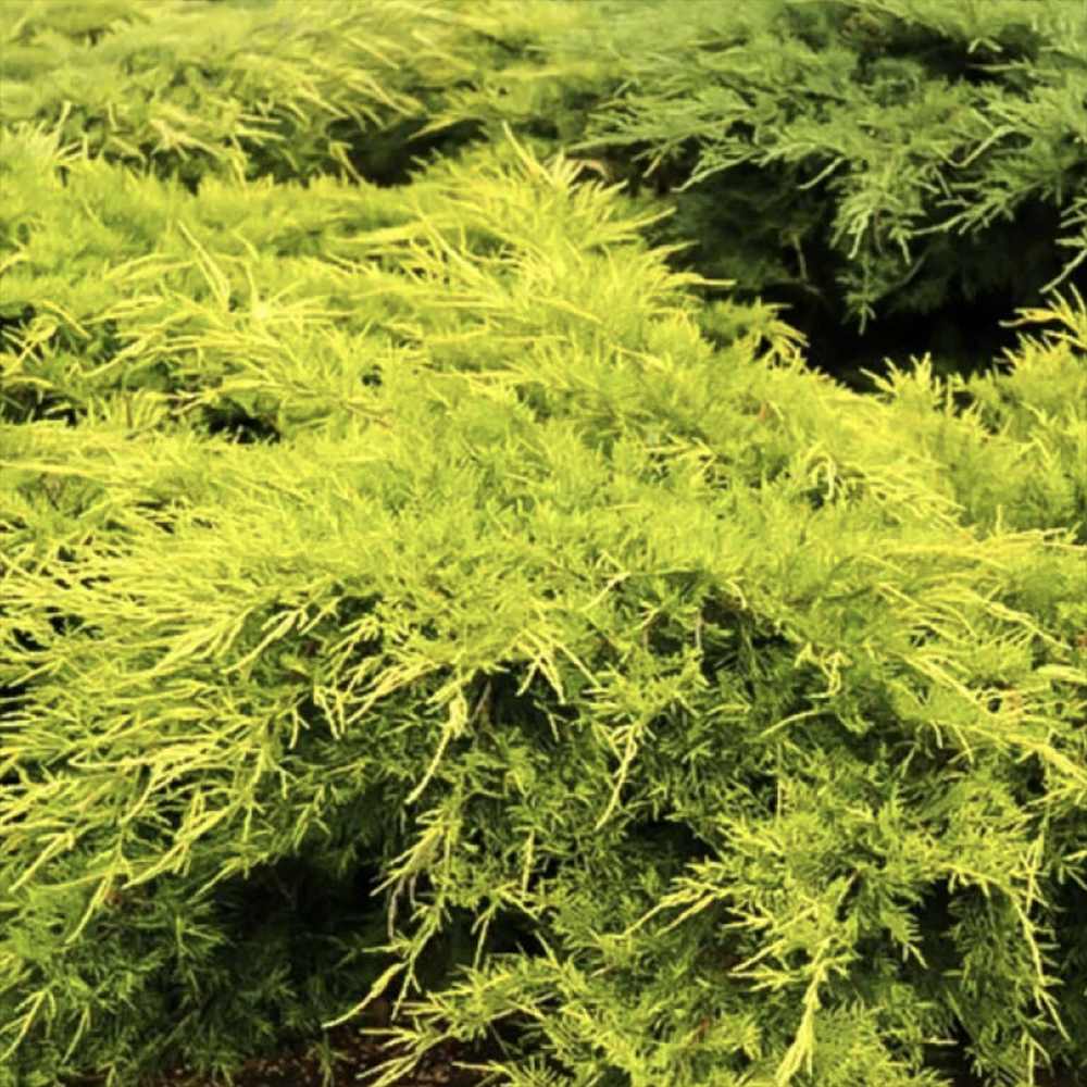 Ienupar (Juniperus pfitzeriana) Starlight, 40-50 cm, conifer tarator vesnic verde, frunzis galben-crem, ideal pentru taluzuri si stancarii