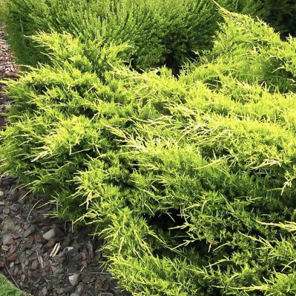 Ienupar (Juniperus pfitzeriana) Starlight, 40-50 cm, conifer tarator vesnic verde, frunzis galben-crem, ideal pentru taluzuri si stancarii