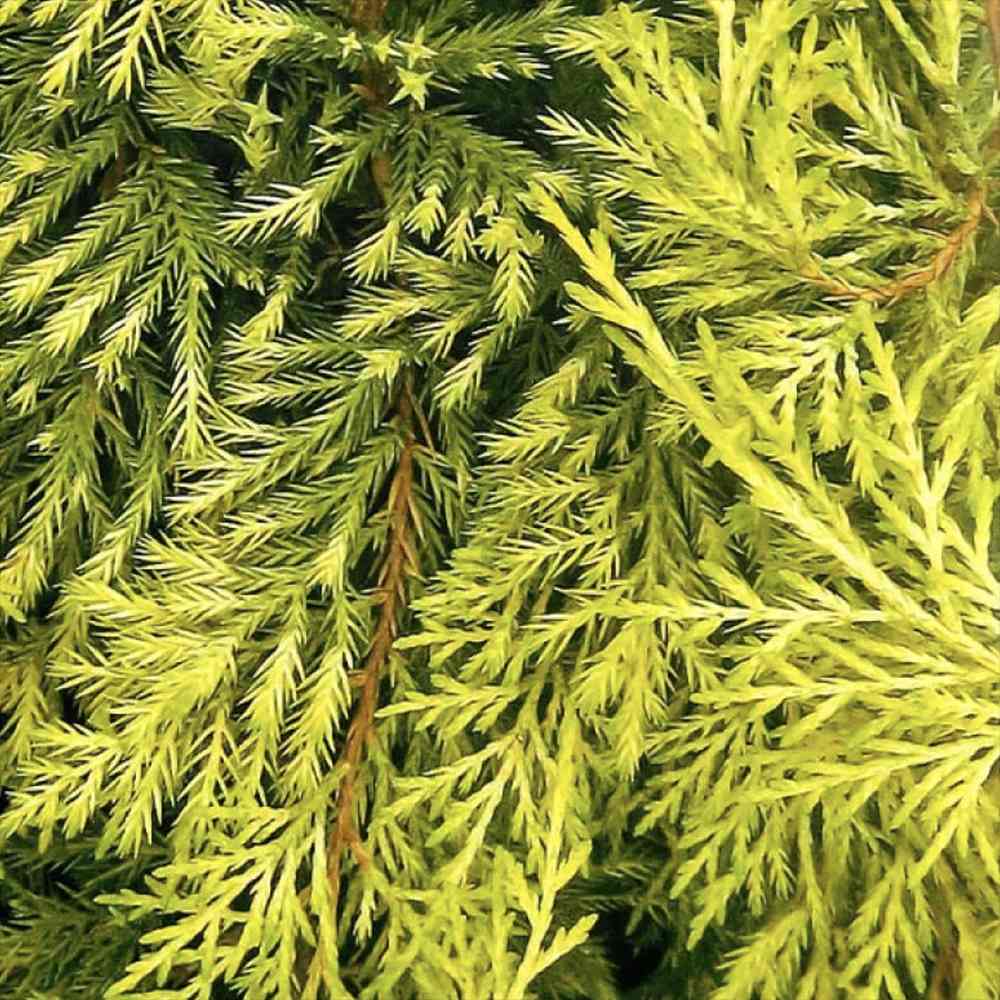 Ienupar (Juniperus pfitzeriana) Starlight, 40-50 cm, conifer tarator vesnic verde, frunzis galben-crem, ideal pentru taluzuri si stancarii