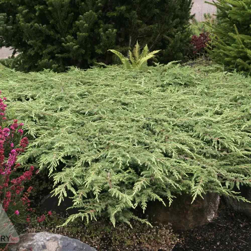 Ienupar Green Carpet, frunzis verde, covor vesnic verde decorativ, Ideal taluzuri si stancarii