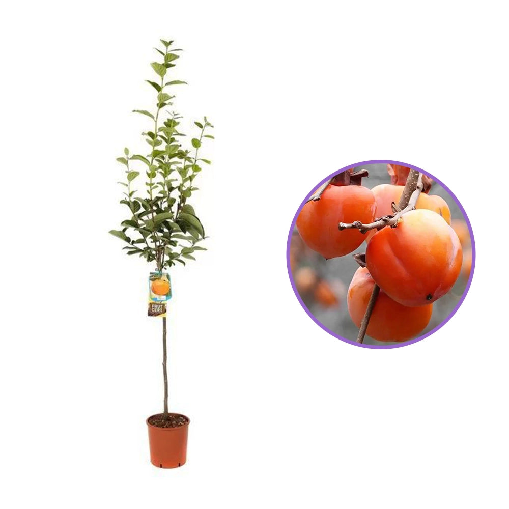 Pom Kaki Mela Hana Fuju (Diospyrus), Curmal Japonez, cu fructe portocaliu, an 2 pe rod