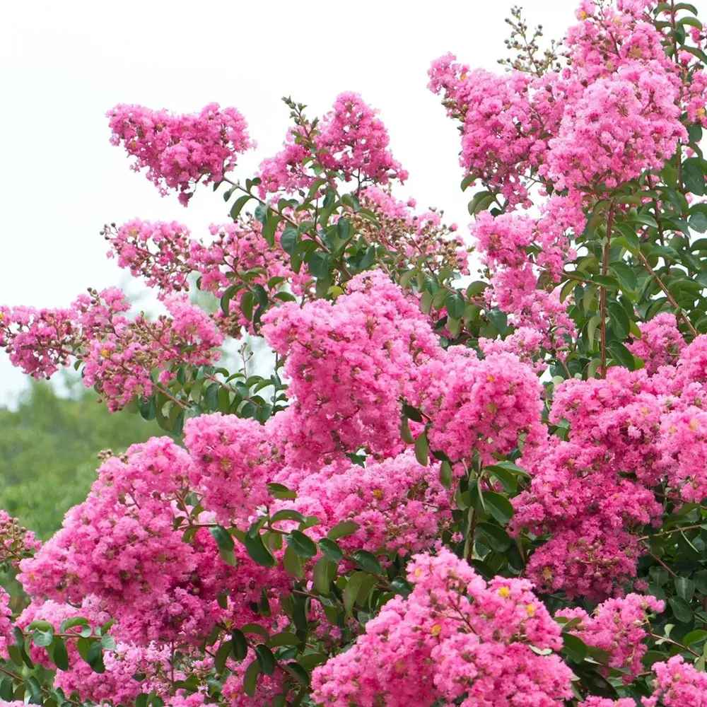 Liliac Indian Arbustiv Coral Magic, cu flori coral-pink, inflorire lunga, rata de crestere rapida