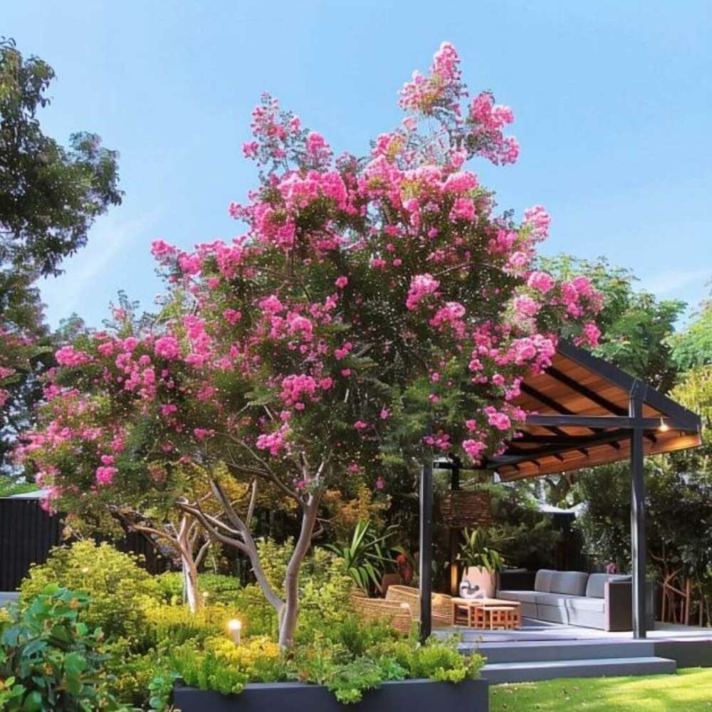 Liliac Indian Copac Coral Magic, copac decorativ cu flori coral-pink, inflorire lunga, rata de crestere rapida