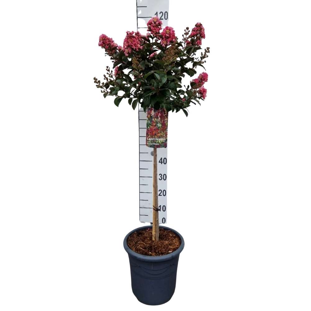 Liliac Indian Copac Coral Magic, copac decorativ cu flori coral-pink, inflorire lunga, rata de crestere rapida