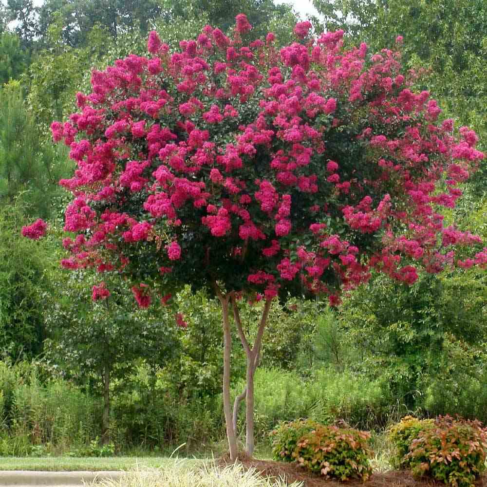 Lagerstroemia Indica Copac Double Feature, arbore compact cu flori roz-fucsia, inflorire lunga