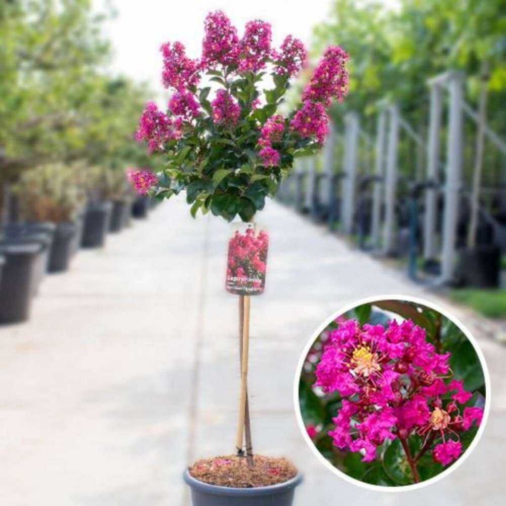 Liliac Indian Copac Berry Dazzle, copac pitic cu flori roz-magenta, inflorire continua