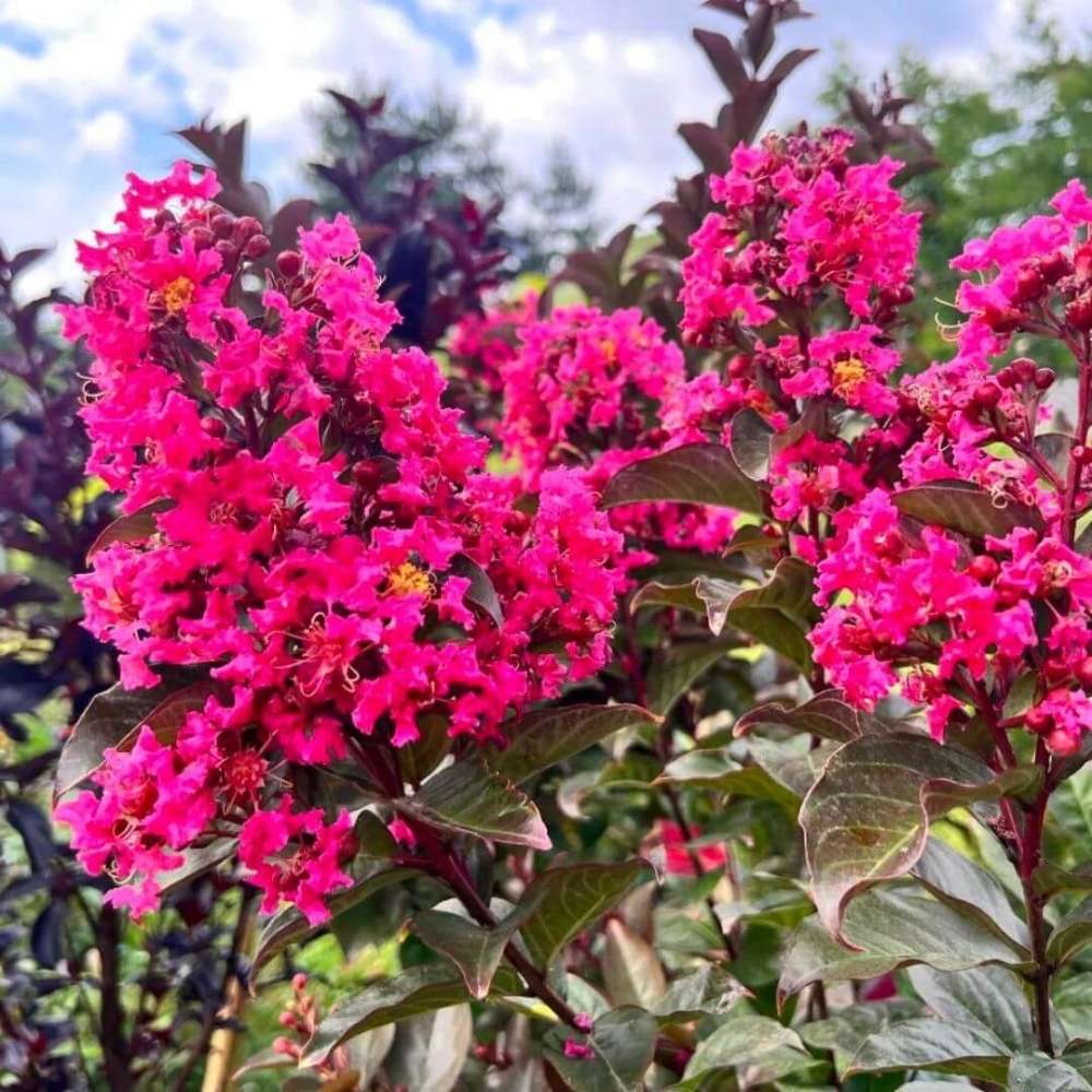 Liliac Indian Copac Berry Dazzle, copac pitic cu flori roz-magenta, inflorire continua