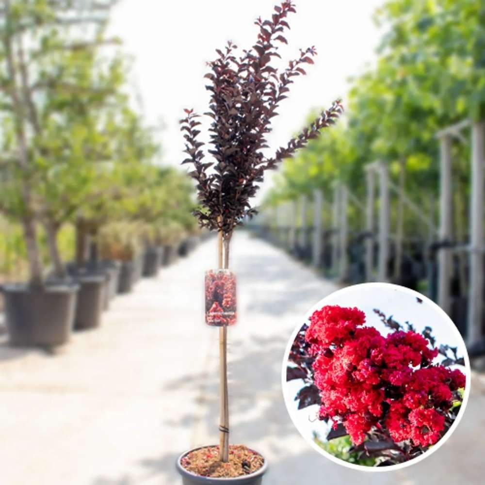 Liliac Indian Tip Copac Best Red, arbore de vara cu flori rosii-scarlet, inflorire lunga