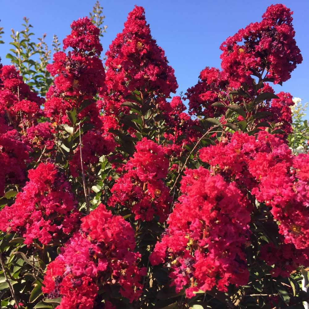 Lagerstroemia Indica Copac Double Feature, arbore compact cu flori roz-fucsia, inflorire lunga