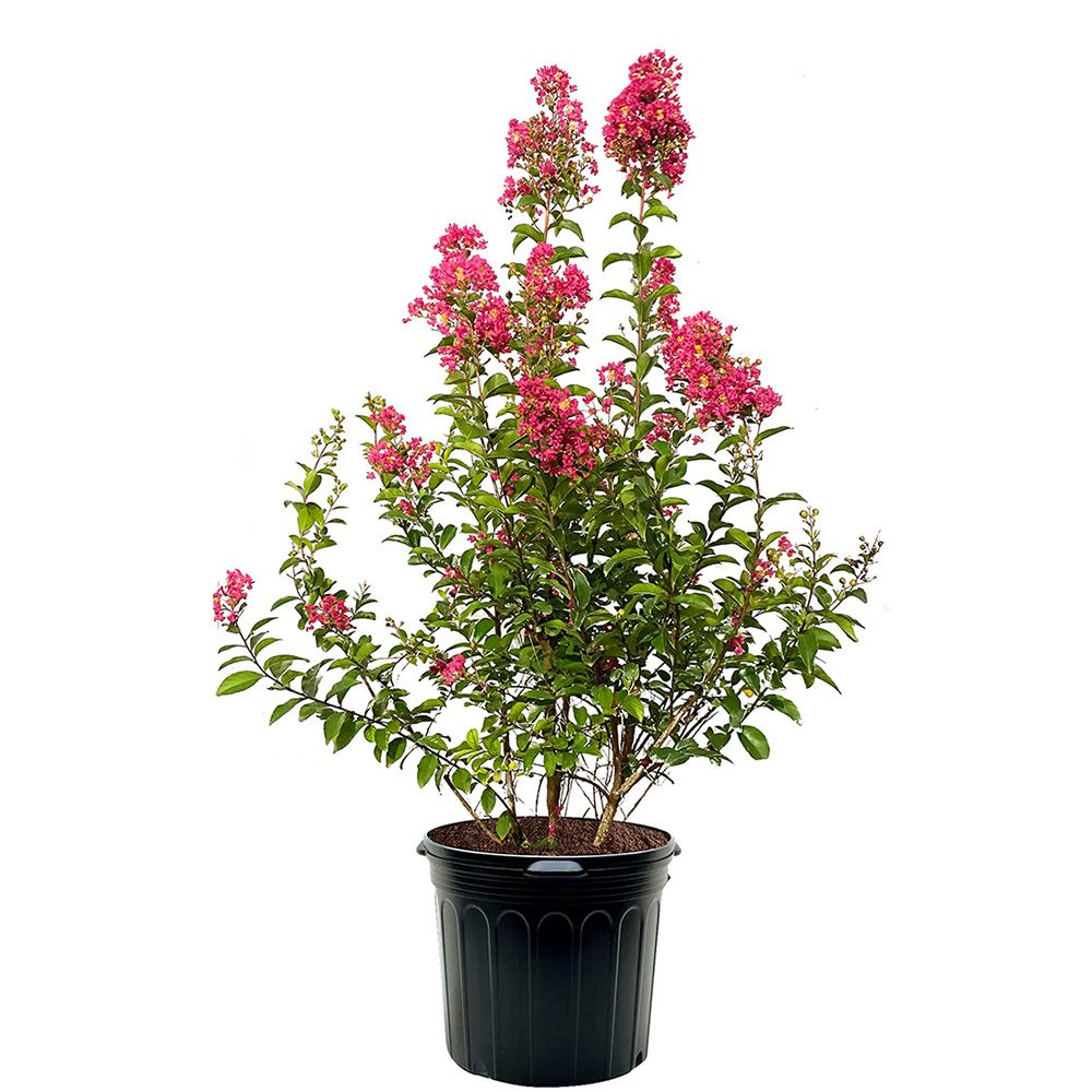 Liliac Indian Arbustiv Tuskegee, arbore de vara cu flori roz-rosu-intens, inflorire lunga, crestere rapida