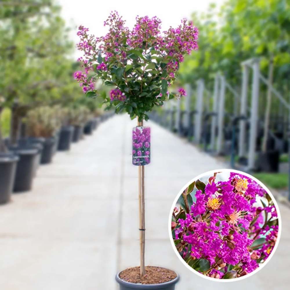 Liliac Indian Copac Purple Star, copac decorativ cu flori violet-purpuriu, inflorire lunga