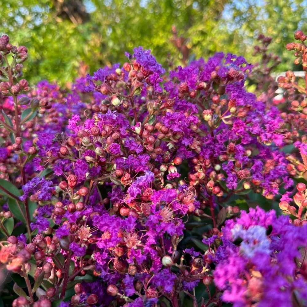 Liliac Indian Copac Purple Star, copac decorativ cu flori violet-purpuriu, inflorire lunga