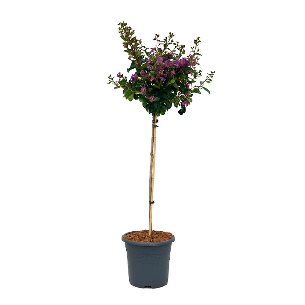 Liliac Indian Copac Purple Star, copac decorativ cu flori violet-purpuriu, inflorire lunga