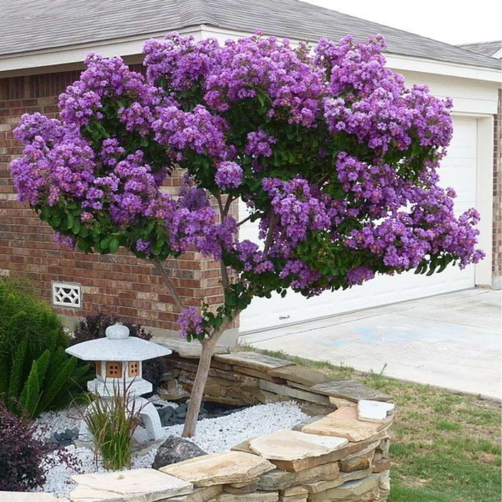 Liliac Indian Copac Rhapsody in Blue, copac decorativ cu flori violet-albastre, inflorire lunga