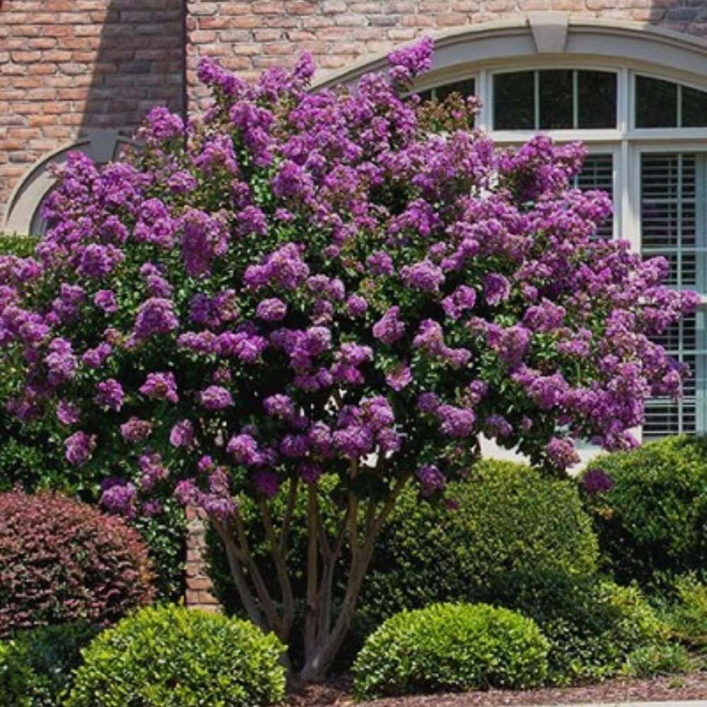 Liliac Indian Copac Rhapsody in Blue, copac decorativ cu flori violet-albastre, inflorire lunga