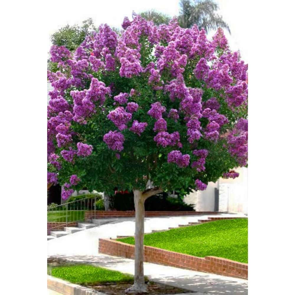 Liliac Indian Copac Rhapsody in Blue, copac decorativ cu flori violet-albastre, inflorire lunga