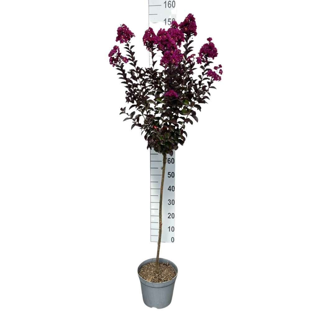 Liliac Indian Copac Rhapsody in Blue, copac decorativ cu flori violet-albastre, inflorire lunga