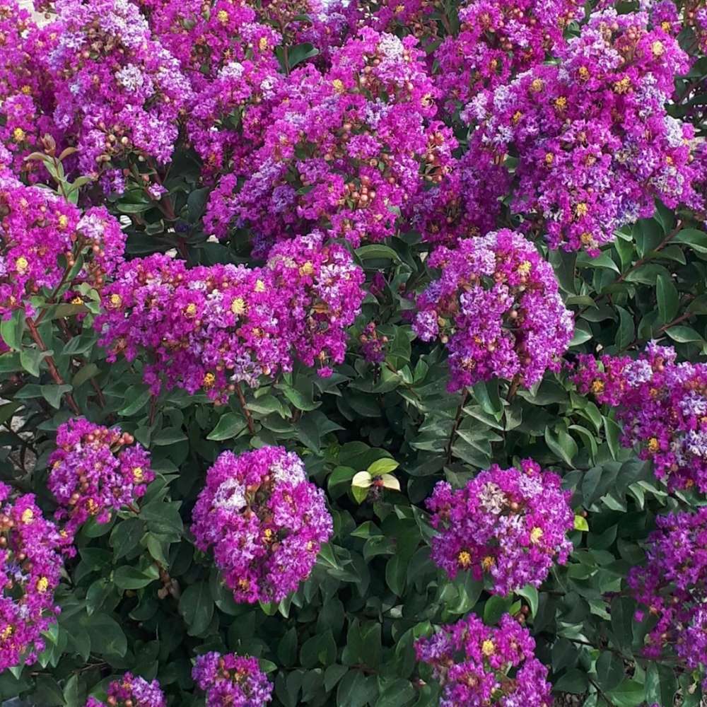 Liliac Indian Copac Rhapsody in Blue, copac decorativ cu flori violet-albastre, inflorire lunga