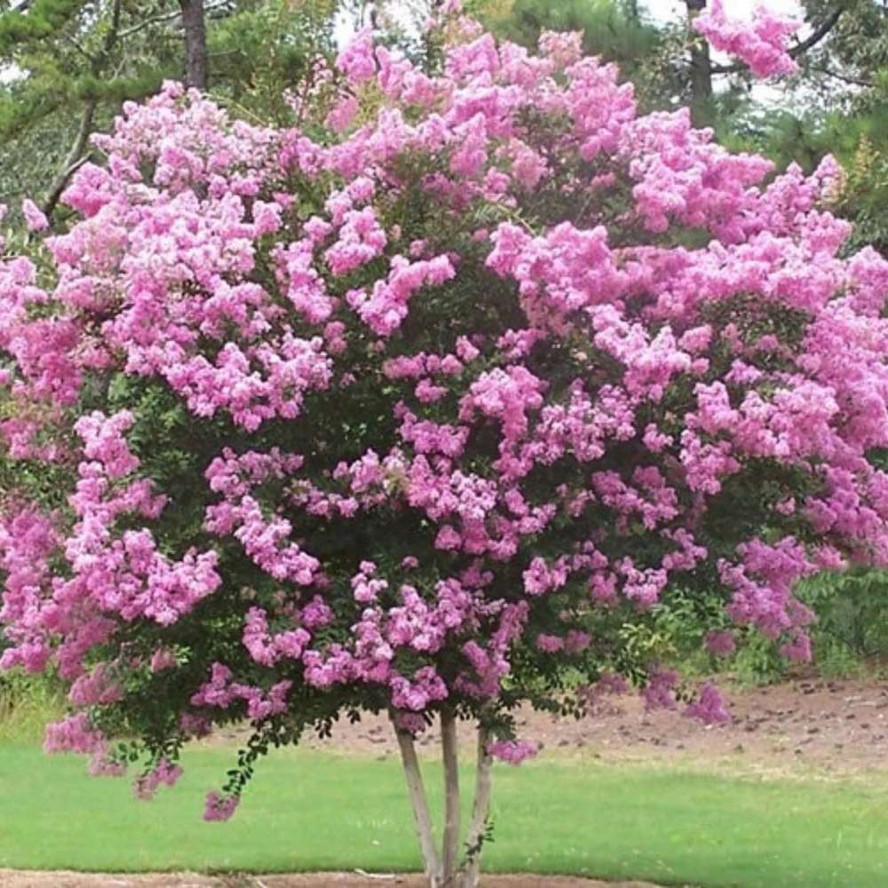 Liliac Indian Copac (Lagerstroemia) Rhapsody in Pink, copac decorativ cu flori roz intens, inflorire lunga, crestere rapida