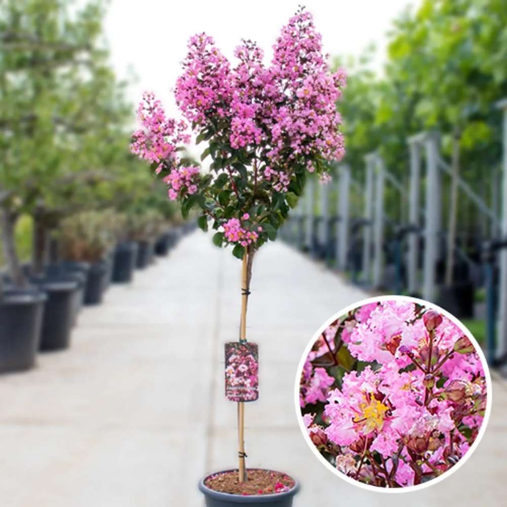 Liliac Indian Copac (Lagerstroemia) Rhapsody in Pink, copac decorativ cu flori roz intens, inflorire lunga, crestere rapida